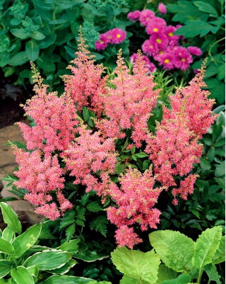Astilbe "America" - rosa brillante, falsa spirea - 
