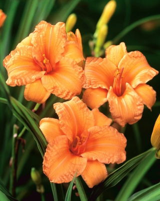 Daylily "Bertie Ferris"