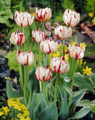 Tulip Carnaval de Nice - แพ็คเกจใหญ่! - 50 ชิ้น - 