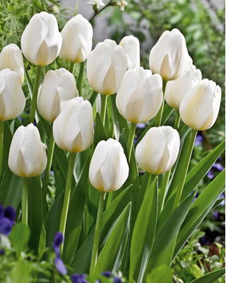 Tulip 'City Of Vancouver' - large package - 50 pcs