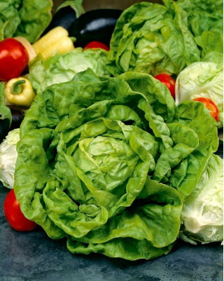 Butterhead lettuce Dippego - varietas terlambat - 
