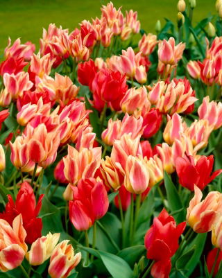 Nacimiento de Venus "- 50 bulbos de tulipán - composición de 2 variedades