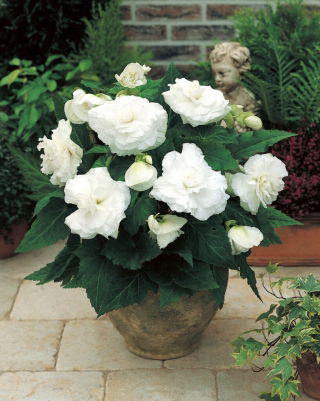 Double begonia - white - large package! - 20 pcs