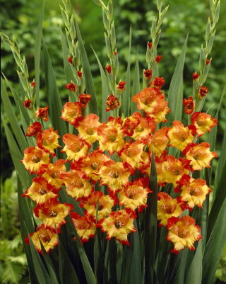 Gladiolus Princess Margaret Rose - XL pack! - 250 pcs