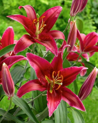 Lys rouge - grand paquet ! - 10 pieces