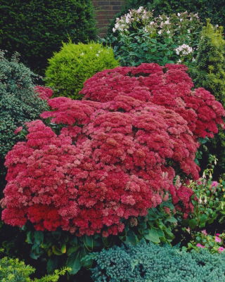 Munstead Dark Red orpine - Sedum - seedling