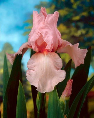 Iris germanica roz - pachet XL - 50 buc.