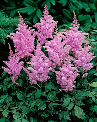 Astilbe "Amethyst" - purple-pink; false spirea  - XL pack - 50 pcs