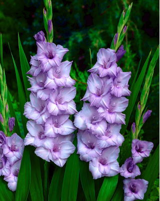 Gladiolus "Blue Tropic" - XL pack - 50 pcs