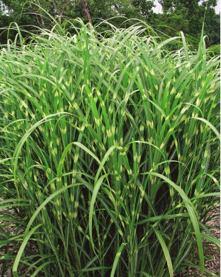 Miscanthus Zebrinus, Zebra Grass - Planta - XL-pack - 50 st