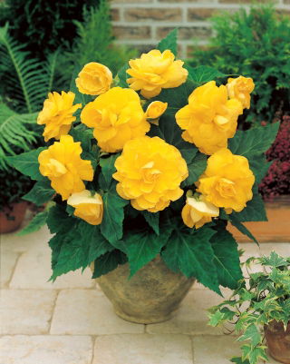 Begonia Large Flowered Double Yellow - 2 cibuľky - Begonia ×tuberhybrida 