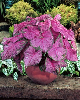 Caladium - Fannie munson - fialová; sloní ucho, Ježíšovo srdce, andělská křídla - velké balení! - 10 ks.