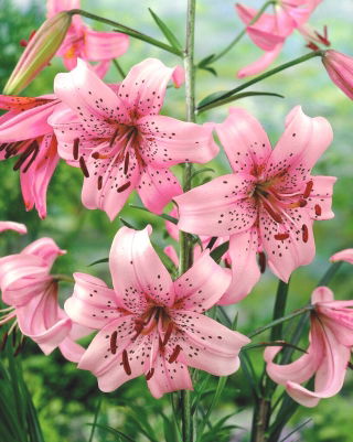 Lilium, Lily Pink Tiger - Pack XL - 50 uds