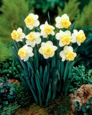 Narcis vlnitý - 5 ks.