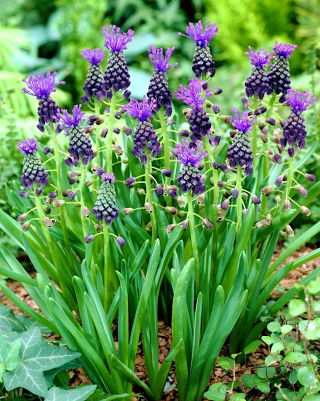 Muscari Comosum - Zambila de struguri Comosum - XXXL pachet 250 buc.