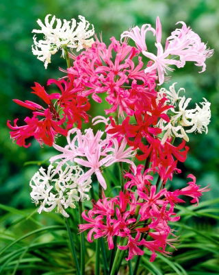 Nerine - selezione colore - 1 pz
