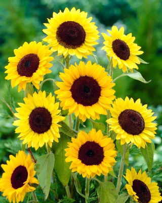 Tournesol - Henry Wilde - Helianthus annuus - 100 g - Fleurs jaune doré, variété haute - Graines fraîches