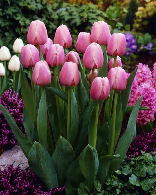 Tulip - Ollioules - Large Pack! - 50 pcs