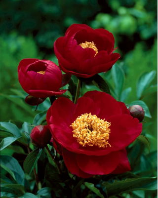 Bujor - Illini Warrior - Paeonia - Rizomi
