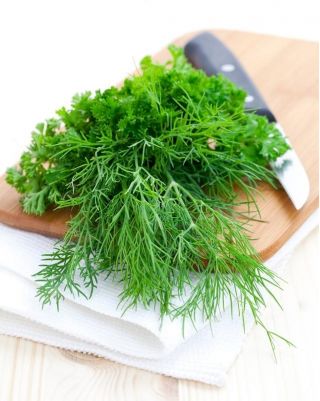 Tilli – Emerald - 2800 siemenet - Anethum graveolens L.