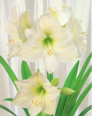 Hippeastrum - Mont Blanc