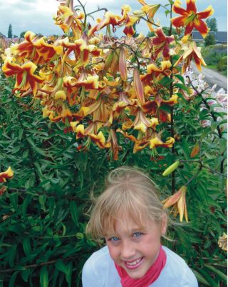 Tree Lily Lilium Mr Job