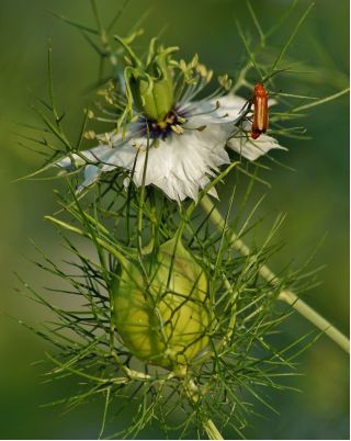 Nigella - Nigella sativa - Exotic Flavour with Hints of Nutmeg! - Fresh Seeds