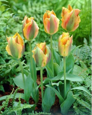 Tulipa Golden Artist - Tulip Golden Artist - 5 bulbs