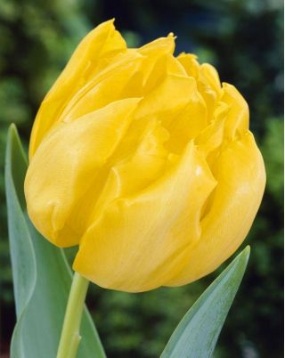 Tulipa Monte Carlo - Tulipán Monte Carlo - 5 květinové cibule