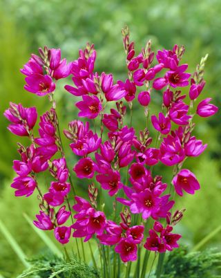 Ixia - Mabel - 25 pcs; corn lily