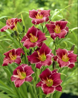 Daylily Little Missy - 