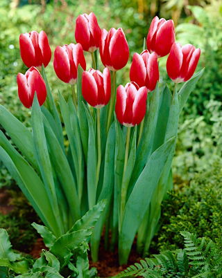 Tulipan "Kung Fu" - 5 kom.