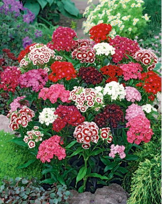 Слатко семе Виллиама - Диантхус барбатус - 900 семена - Dianthus barbatus