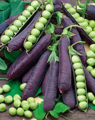 Горох "Дезире" - Pisum sativum - насіння