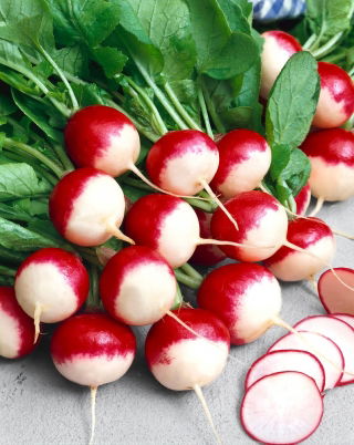 萝卜“Krakowianka” - 涂层种子 -  300粒种子 - Raphanus sativus L. - 種子