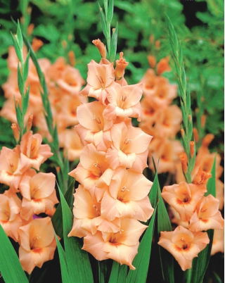 Gladiolus Peter Pears - pacchetto di 5 pezzi