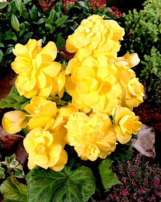 Begonia Large Flowered Double Yellow - 2 cibuľky - Begonia ×tuberhybrida 