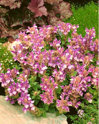 Alpine Skullcap bercampur benih - Scutellaria alpina - 110 biji