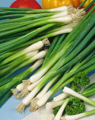 Zimní cibule 'Zimní hnízdo' - 100 g -  Allium fistulosum - semena