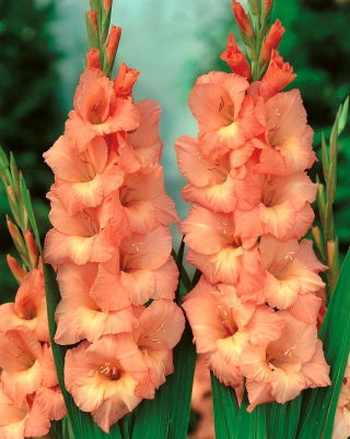 Gladiolus Spic і Span - 5 цибулин - Gladiolus Spic and Span
