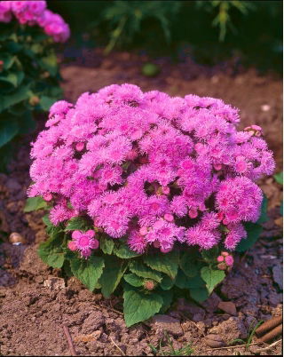 Leverbalsam - Pink Ball - 2160 frön - Ageratum houstonianum