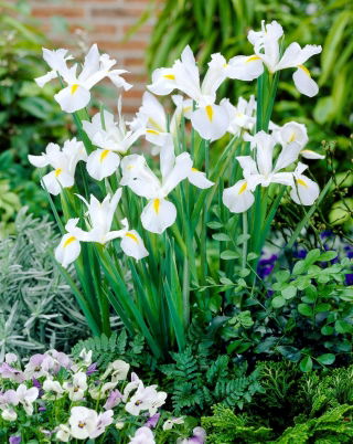 Lis (Iris × hollandica) - White Excelsior - pakket van 10 stuks