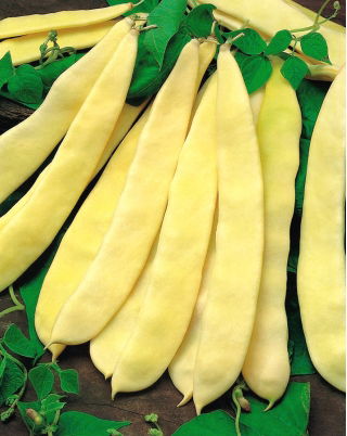 Fagiolo - Supernano Giallo - 25 semi - Phaseolus vulgaris L.