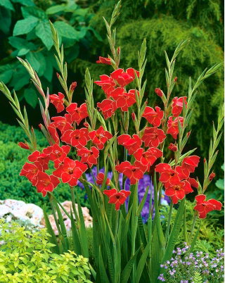 Glayöl Atom - 5 ampul - Gladiolus