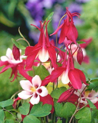 Columbine Crimson Star zaden - Aquilegia coerulea - 900 zaden - Aquilegia caerulea ‘Crimson Star'