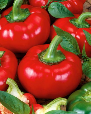 Pimiento - Dumas - Forma de tomate, jugoso y crujiente - Semillas frescas