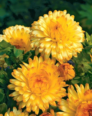 Měsíček lékařský "Meruňka Twist" - meruňka - 216 semen - Calendula officinalis - semena