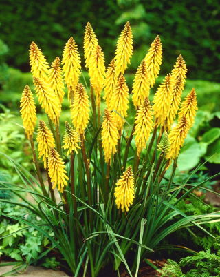 Kniphofia - Minister Verschuur