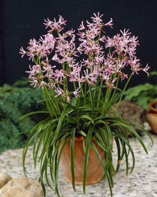Nerine (Nerine undulata) - 1 piece