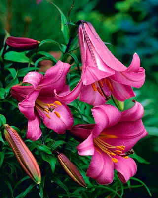 Giglio Pink Perfection - Lilium Pink Perfection